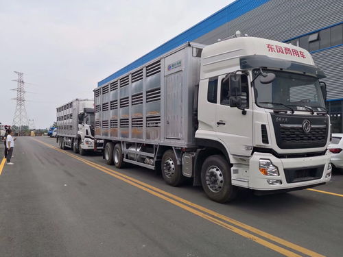 拉薩生豬運(yùn)輸車(chē)規(guī)格解析 載運(yùn)量與專(zhuān)業(yè)選購(gòu)指南